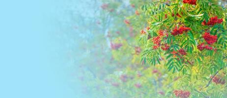 A branches of rowan with red berries banner. Autumn and natural background. Autumn banner with rowan berries and leaves. Copy space. photo