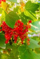 Ripe red currant berries on a branch in the garden. Red currant, currant or ordinary or garden currant Ribes rubrum photo