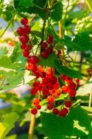 Ripe red currant berries on a branch in the garden. Red currant, currant or ordinary or garden currant Ribes rubrum photo