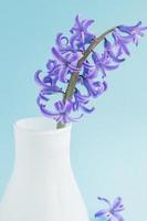 Beautiful blooming hyacinth in white glass vase on blue background. Spring bouquet for interior decoration photo