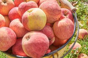 Metal bucket full of ripe delicious apples. Organic healthe food. Eco growing on fruits photo