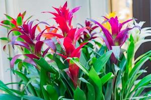 colorful blooming bromeliad flowers indoors, soft focus photo
