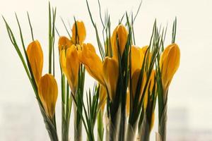 azafranes amarillos en maceta de plástico en el alféizar de la ventana. flores de primavera, jardinería doméstica foto
