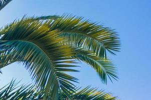 Green branches of palm trees on the background of blue sky - background and leisure concept photo