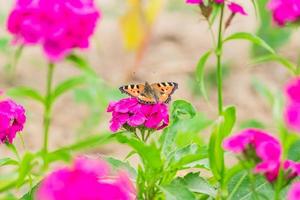 mariposa sentada en phlox rosa floreciente foto