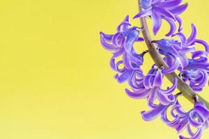 close up of Blooming Blue hyacinth flower on yellow background. photo