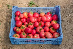 cosecha fresca de tomates orgánicos en una caja. nueva cosecha de sabrosas verduras recién recogidas en un recipiente de plástico foto