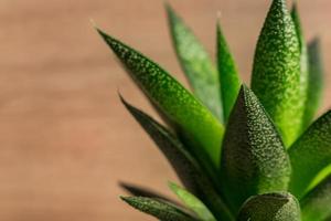 primer plano de la planta de aloe vera, planta de interior, jardinería doméstica. enfoque selectivo foto