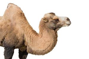 Portrait of a camel isolated on white background photo