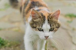 stray multicolored cat walking on the street in countryside. photo