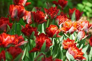 colorido fondo de vacaciones o cumpleaños con flores de tulipán de color rojo