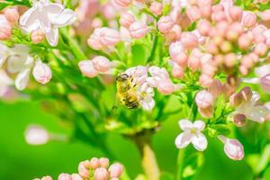 wasp collects pollen from a lilac blossom. Insects in nature. Spring vibes. photo