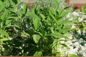 Close up of green leaves of herb in flowerbed photo