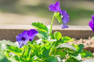 Flowerbed of blooming blue pansy flowers. photo