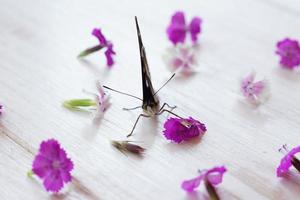 butterfly Vanessa atalanta sitting on white wooden background and willow herb flowers photo