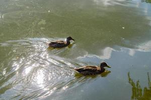 dos patos marrones nadando en agua sucia. preocupación ecológica. contaminación ambiental foto