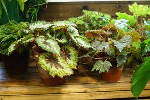variety of begonia plants in a flower pots on wooden shelf photo
