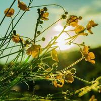 Beautiful yellow wild flowers buttercup flowers in the sunset light. Nature background. photo