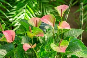 Pink blooming anthurium flowers in the tropical gardem. Natural background photo