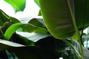 close up of banana palm leaves in tropical forest photo