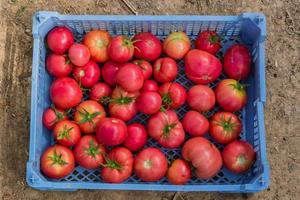 Fresh harvest of organic tomatoes in a box. New crop of tasty vegetables just picked in a plastic container photo