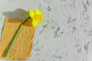 flor de narciso floreciente amarilla sobre papel artesanal y fondo gris. copie el espacio foto