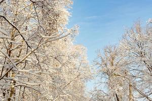 Frossty winter landscape. Trees in snow photo