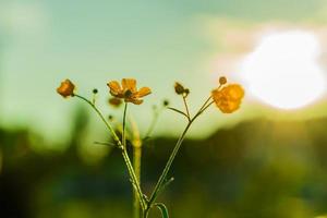 Beautiful yellow wild flowers buttercup flowers in the sunset light. Nature background. photo