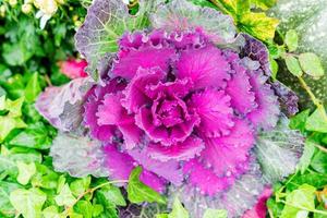 Top view of decorative purple cabbage or kale. photo