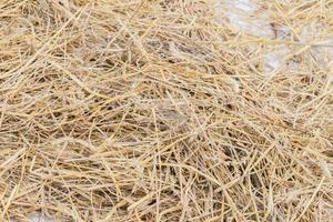 textura de fondo de heno. pasto seco para animales de invierno madera. foto