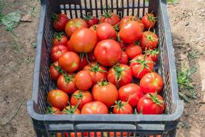 Fresh harvest of organic tomatoes in a box. New crop of tasty vegetables just picked in a plastic container photo