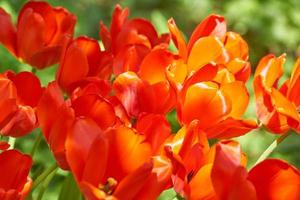 colorido fondo de vacaciones o cumpleaños con flores de tulipán de colores rojo y amarillo