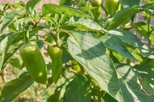 Growing organic green bell paper n fegetable garden. Eco healthy food concept photo