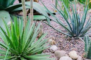 closeup of agave cactuses among stones, nature background photo