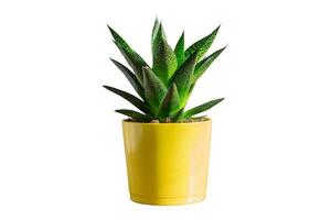 aloe vera plant in yellow ceramic pot isolated on white bakground photo