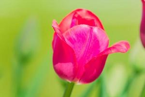 close up of beautiful blooming pink tulip flower on natiral background photo