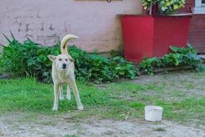 White homless stray dog on the street photo