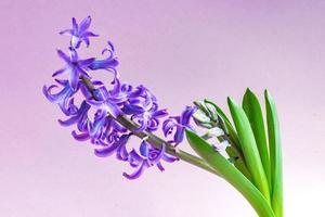 Blue hyacinth flower closed bud on purple background. Copy space. photo