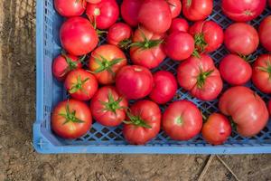 Fresh harvest of organic tomatoes in a box. New crop of tasty vegetables just picked in a plastic container photo