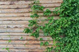 green leaves of wild grapes on a log wall of the house photo