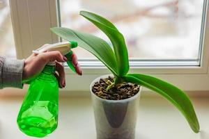 female hand with manicure spraying green leaves of moss orchid in a pot standing on window sill. House plant care concept photo
