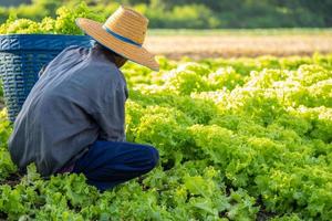 el agricultor en el campo está recogiendo verduras en el huerto por la mañana. foto