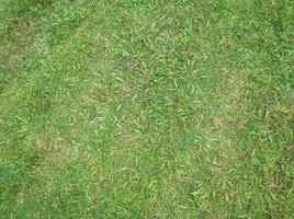 hierba verde en un campo amplio, fondo de hierba verde foto