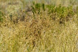 Natural background with close-up of dry grass photo