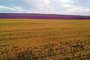 Beautiful landscape with wheat and lavender field photo