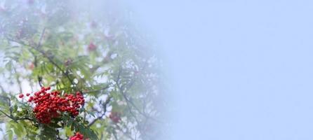 A branches of rowan with red berries background blue sky banner. Autumn and natural background. Autumn banner with rowan berries and leaves. Copy space. photo