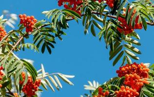 A branches of rowan with red berries banner. Autumn and natural background. Autumn banner with rowan berries and leaves. Copy space. photo