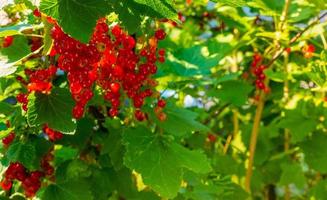 Ripe red currant berries on a branch in the garden. Red currant, currant or ordinary or garden currant Ribes rubrum photo