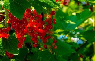 Ripe red currant berries on a branch in the garden. Red currant, currant or ordinary or garden currant Ribes rubrum photo