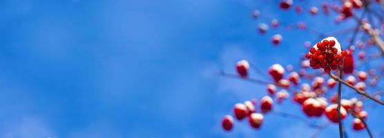 A branches of rowan with red berries background blue sky banner. Autumn and natural background. Autumn banner with rowan berries and leaves. Copy space. photo